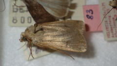 Agrotis trux