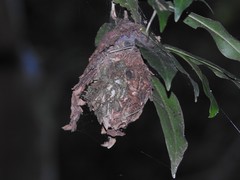 Calligaster himalayensis