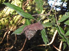 Calligaster himalayensis