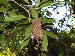 Calligaster himalayensis