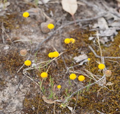 Leptorhynchos tetrachaetus