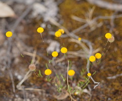 Leptorhynchos tetrachaetus