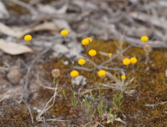 Leptorhynchos tetrachaetus