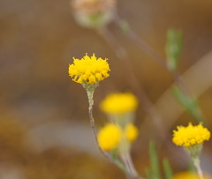 Leptorhynchos tetrachaetus