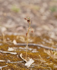 Pterostylis cheraphila