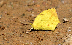 Abaeis salome jamapa