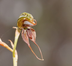 Pterostylis cheraphila