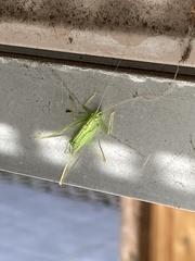 Meconema meridionale