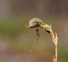 Pterostylis cheraphila