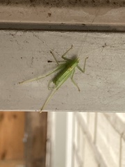 Meconema meridionale