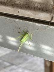 Meconema meridionale
