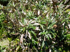 Macrolearia oporina