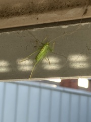 Meconema meridionale