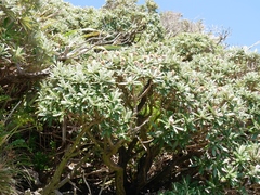 Macrolearia oporina