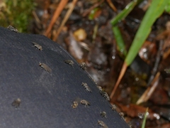 Austrosimulium