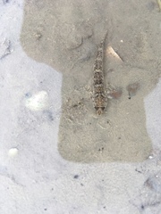 Favonigobius exquisitus