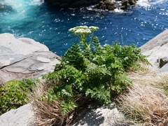 Anisotome lyallii