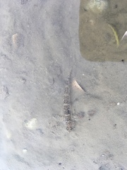 Favonigobius exquisitus