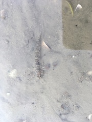 Favonigobius exquisitus