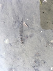 Favonigobius exquisitus