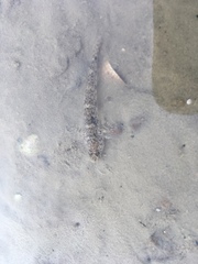 Favonigobius exquisitus
