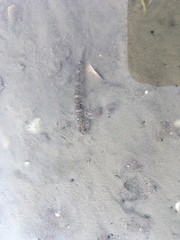 Favonigobius exquisitus