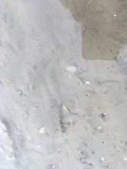 Favonigobius exquisitus