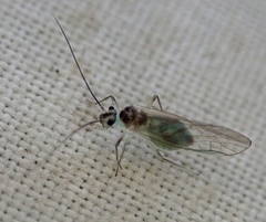 Stenopsocus