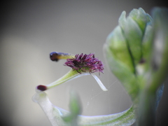 Arthrochilus prolixus