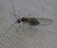 Stenopsocus