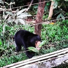 Helarctos malayanus malayanus