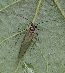 Stenopsocus