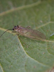 Stenopsocus