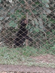 Helarctos malayanus malayanus