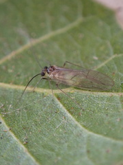 Stenopsocus