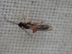 Orthocentrinae