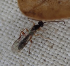 Orthocentrinae