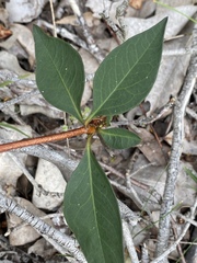 Billardiera floribunda