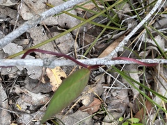 Billardiera floribunda