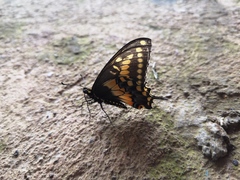 Papilio polyxenes stabilis
