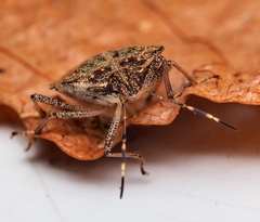 Halyomorpha halys