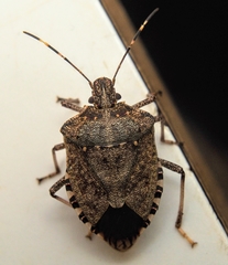 Halyomorpha halys