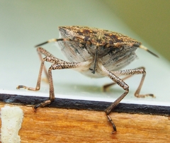 Halyomorpha halys