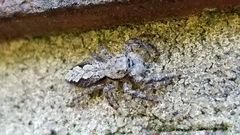 Platycryptus