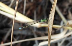 Ischnura senegalensis