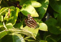 Neptis hylas luculenta