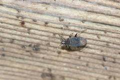 Neolethaeus assamensis