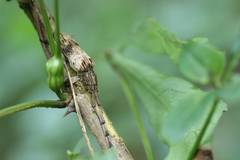 Aulaconotus pachypezoides