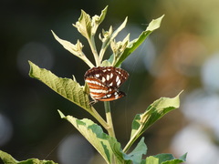 Neptis hylas luculenta