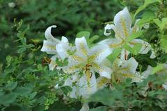 Lilium auratum